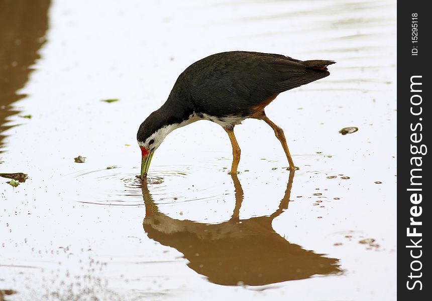 This bird is a Resident found throughout India. Affects moist ground overgrown with tangles & bushes. Feeds on insects & worms. This bird is a Resident found throughout India. Affects moist ground overgrown with tangles & bushes. Feeds on insects & worms.