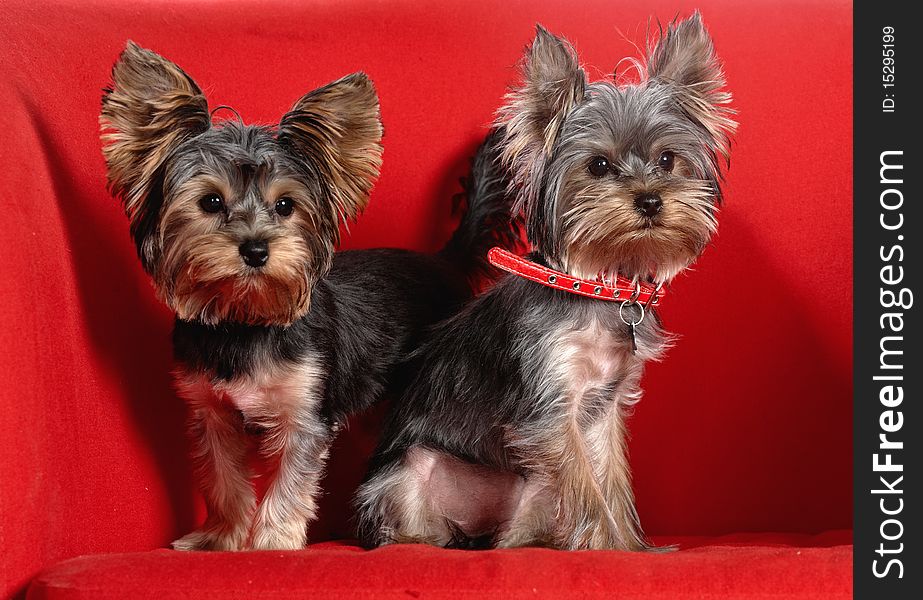 Two puppes yorkshire terrier on the red background