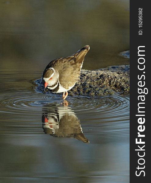 A plover drinking in a reflective pond. A plover drinking in a reflective pond