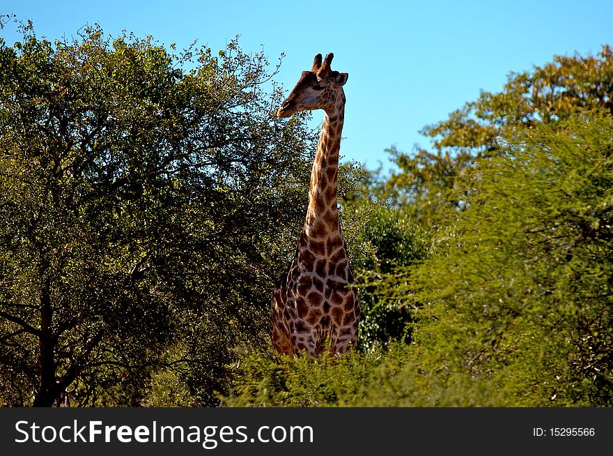 Giraffe 2