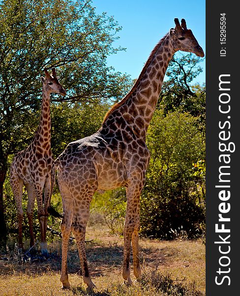 A giraffe in the south african bush. A giraffe in the south african bush