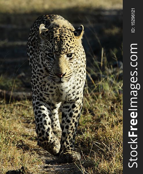 Leopard walking in the early morning light