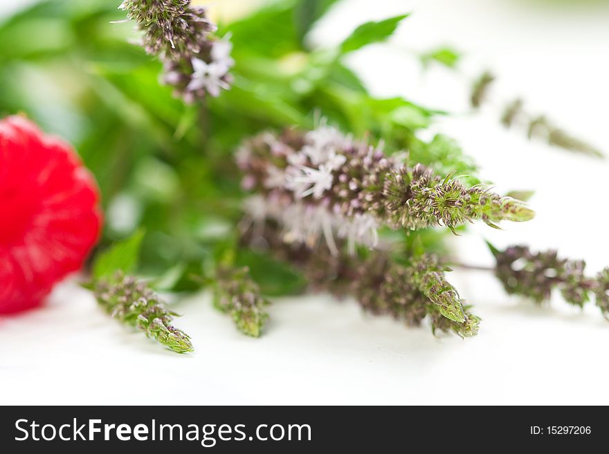 Flowering Mint