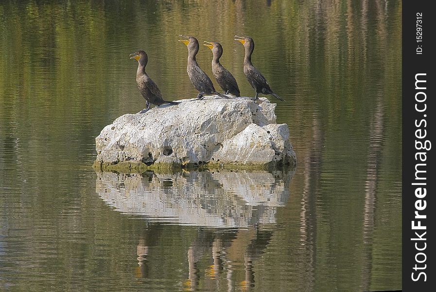 Comorants at park singing together in unison at Lakes Park Florida. Comorants at park singing together in unison at Lakes Park Florida