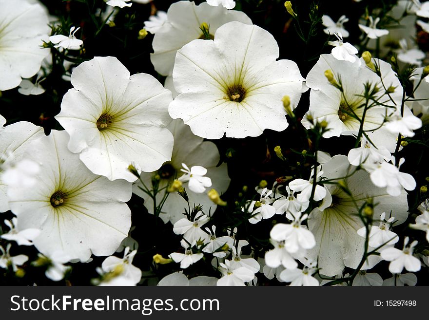 Beautiful White Zinnias Flowers