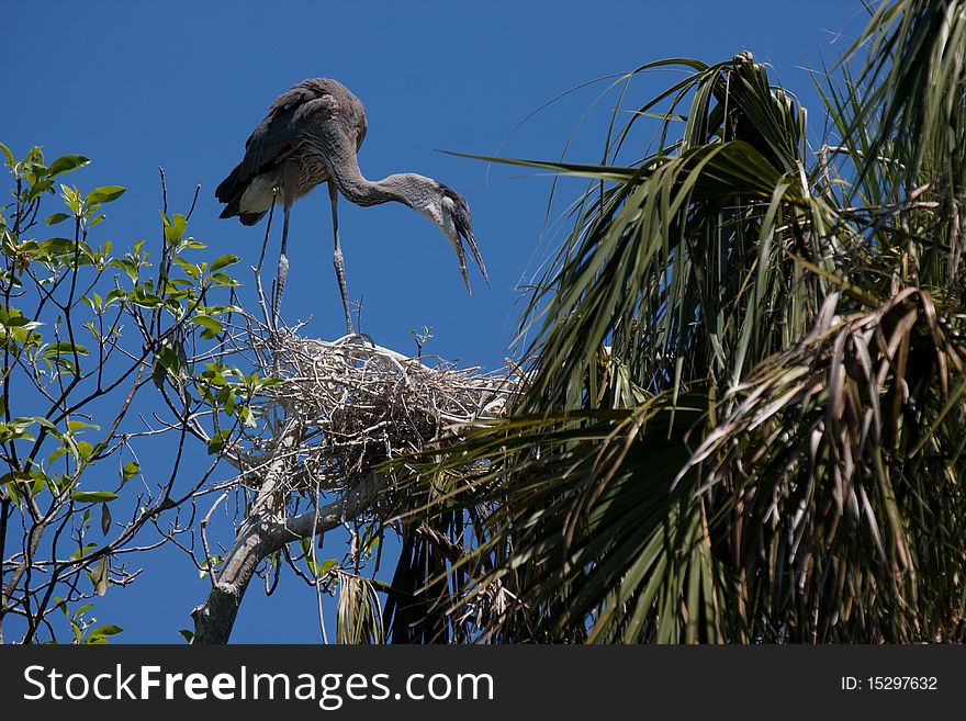 Great Blue Heron on its nest. Great Blue Heron on its nest