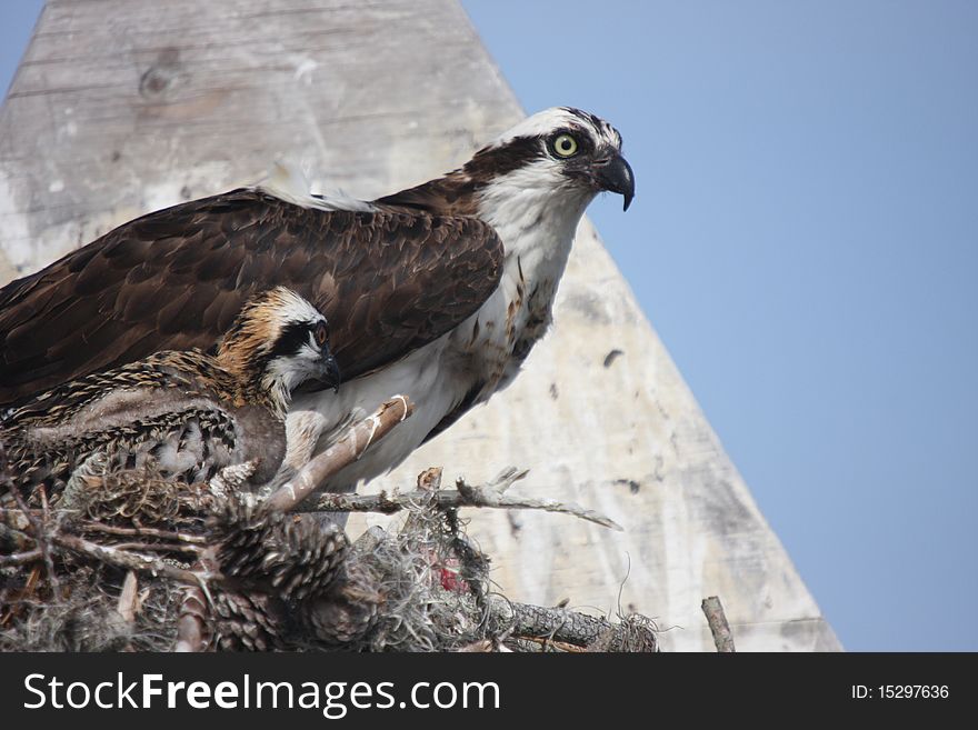 Osprey and chick sitting in nest