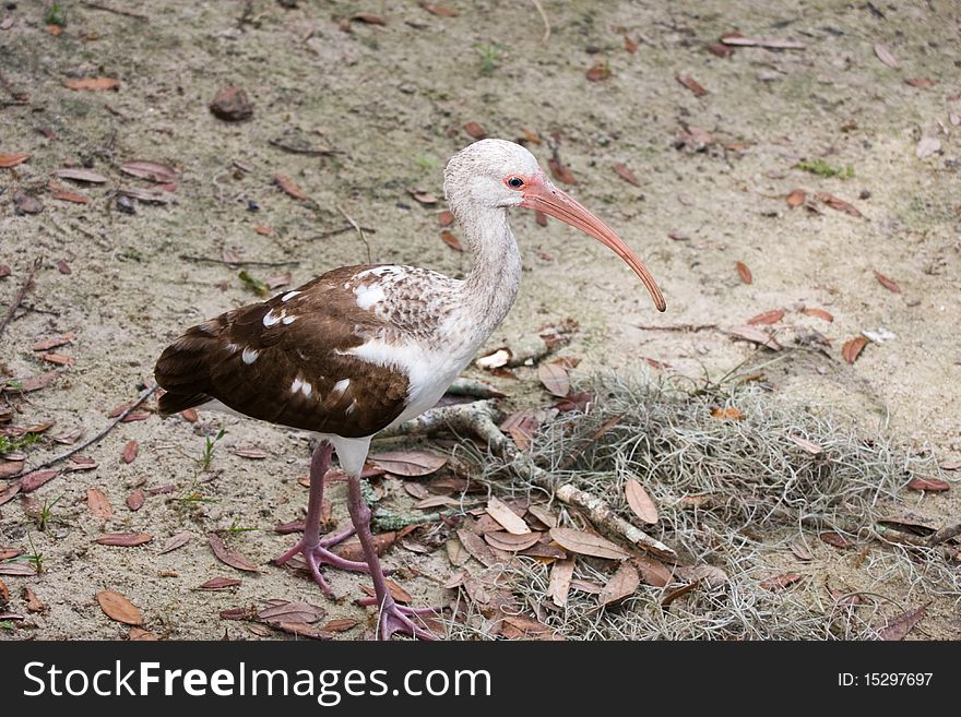 Young white ibis