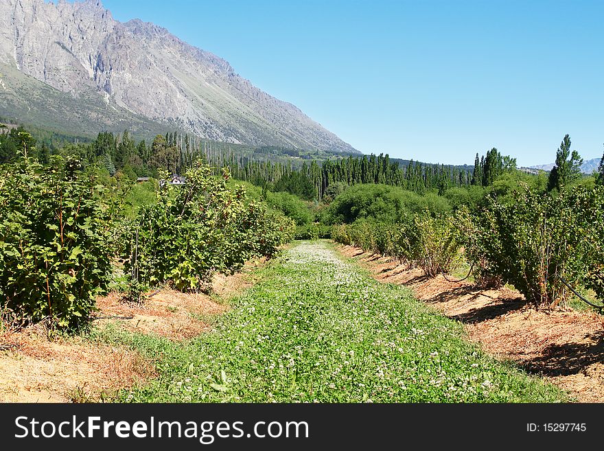 Beautiful fields at the side of a mountain.