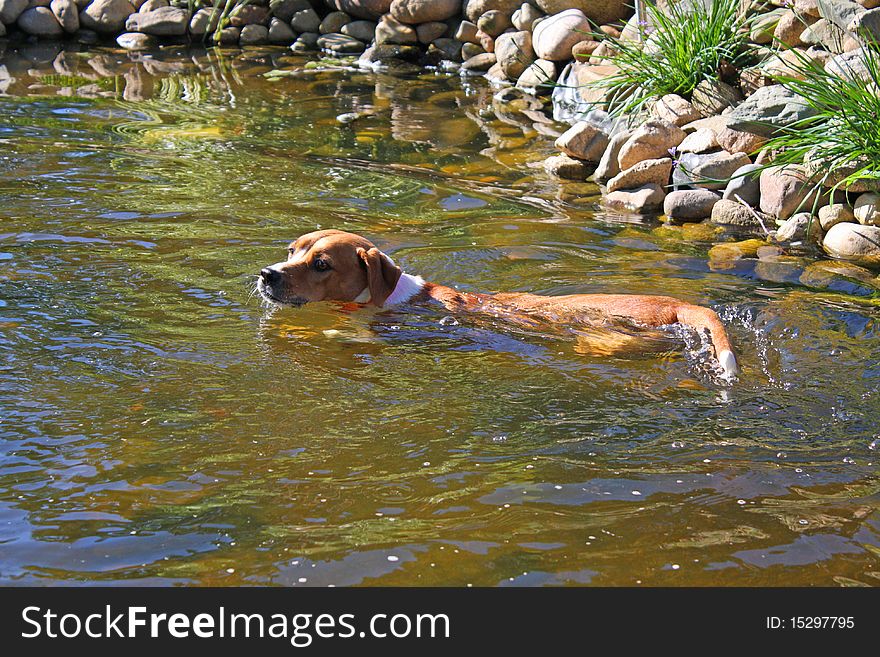 A boxer mix dog swimming in a pond.