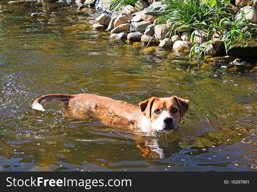 A boxer mix dog swimming in a pond.