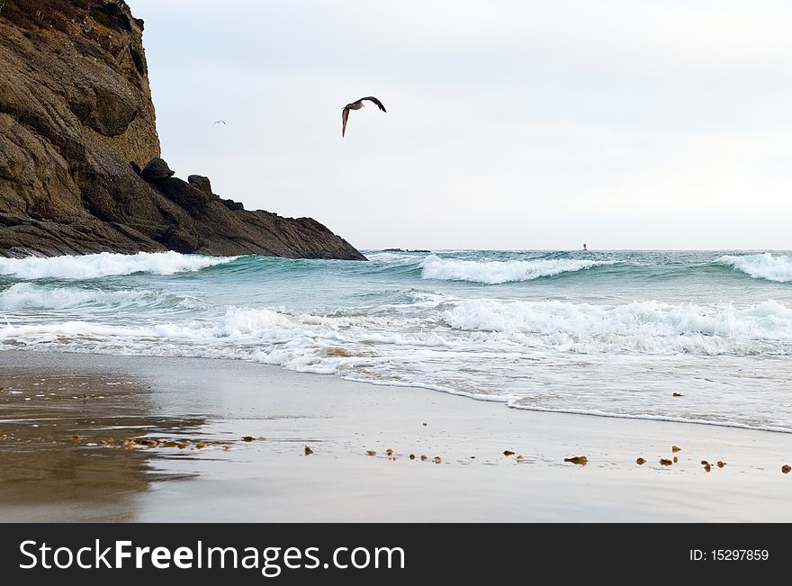 Southern California Beach With Flying Birds