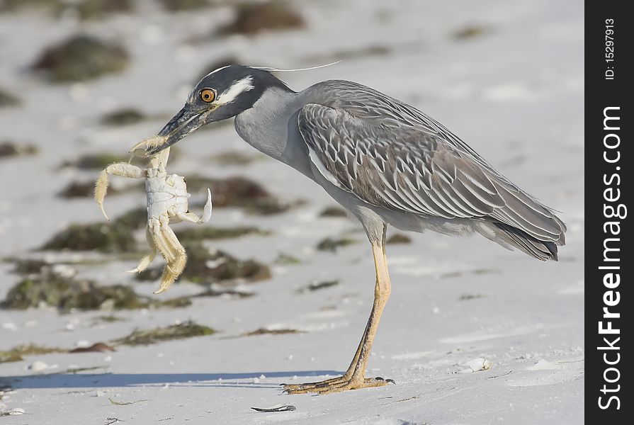 Night Heron hunting crab at beach Ft Myers beach Florida, protected area