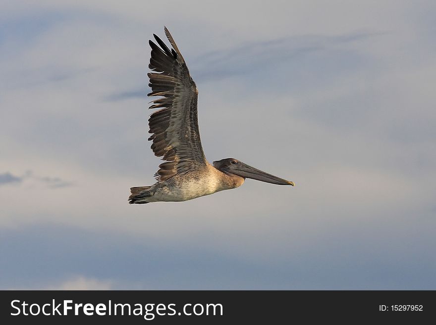 Flying Pelican off Sanibel Island, Gulf of Mexico with clouds, Florida