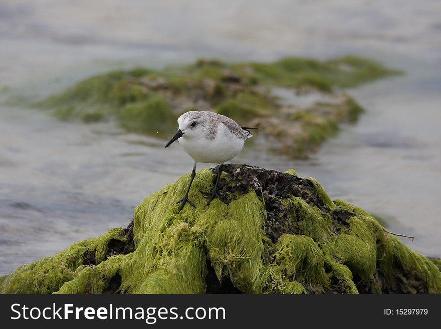 Sanderling bird on rock with seaweed Ft Myers beach, Florida