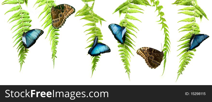 Different shots of a blue morpho butterfly on a fern leaf. Different shots of a blue morpho butterfly on a fern leaf