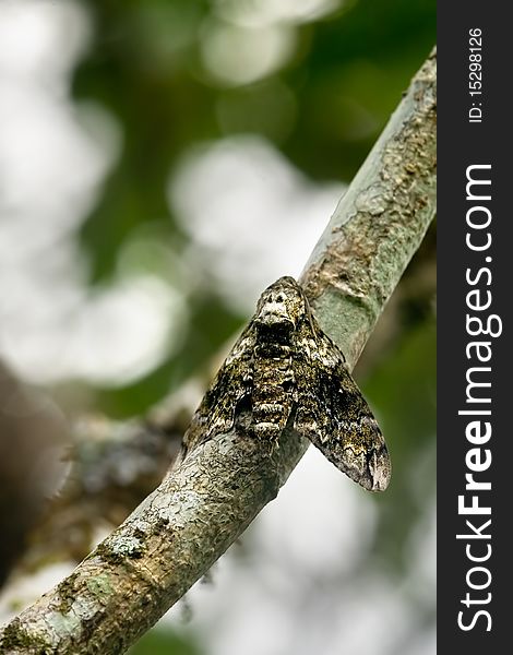 A moth camouflaged on a tree branh