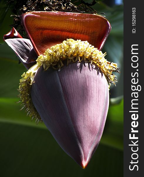Huge purple and exotic looking - a flower on a banana plant. Huge purple and exotic looking - a flower on a banana plant
