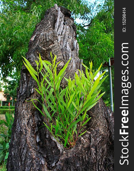 Roadside tree in Bangkok Thailand. Roadside tree in Bangkok Thailand