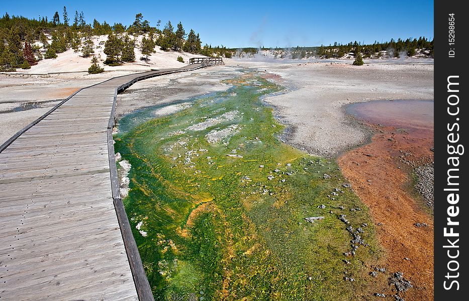 Green cyanidium algae creates a colorful mat at Yellowstone's Porcelain Basin.