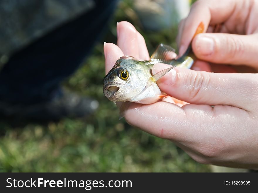 Fish gudgeon ligt in hand