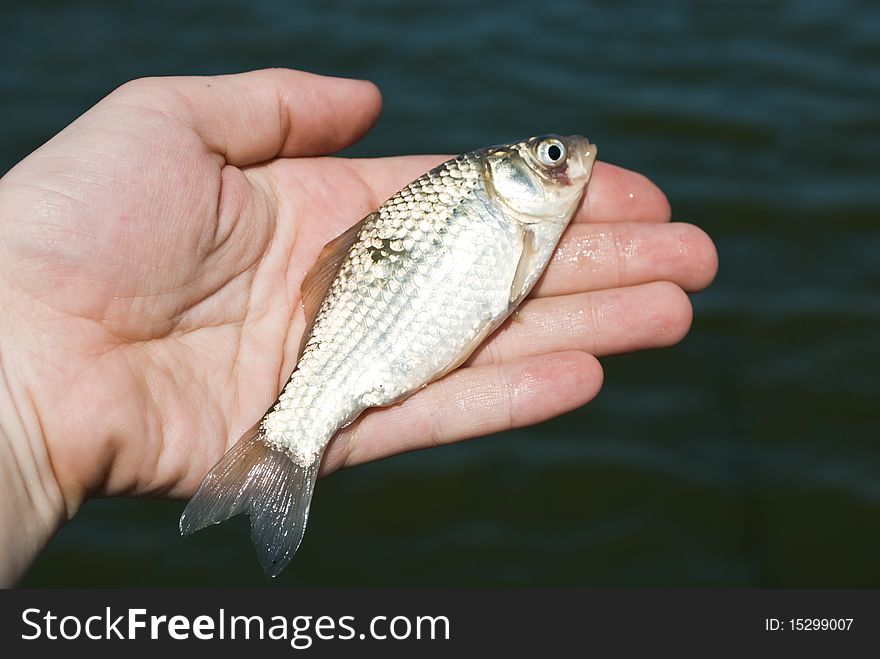 Fish Gudgeon