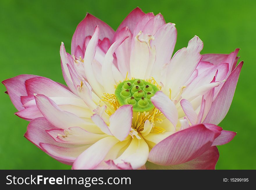 Lotus flower with fresh color and green background. Lotus flower with fresh color and green background