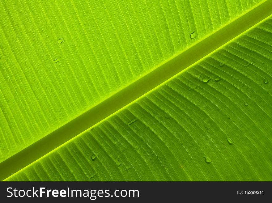 Banana palm tree green leaf close-up background. Banana palm tree green leaf close-up background