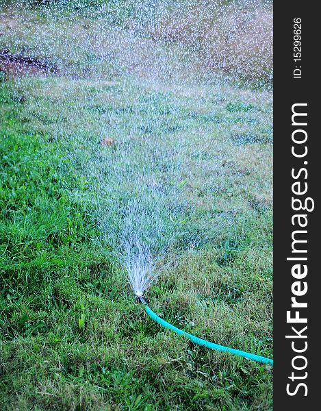 A sprinkler attatched to a hose watering the grass lawn. A sprinkler attatched to a hose watering the grass lawn.