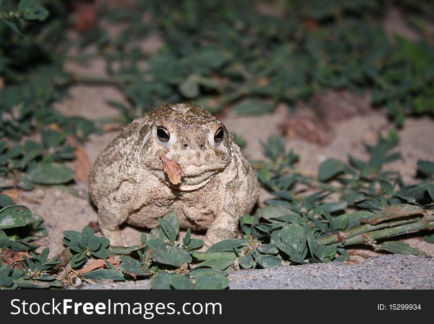 Comical photograph of a toad with a leaf on its mouth.