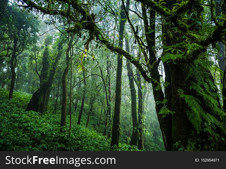 Beautiful tropical rain forest at Ang Ka Nature trail in Doi Inthanon Nature Park, Chiang Mai, Thailand