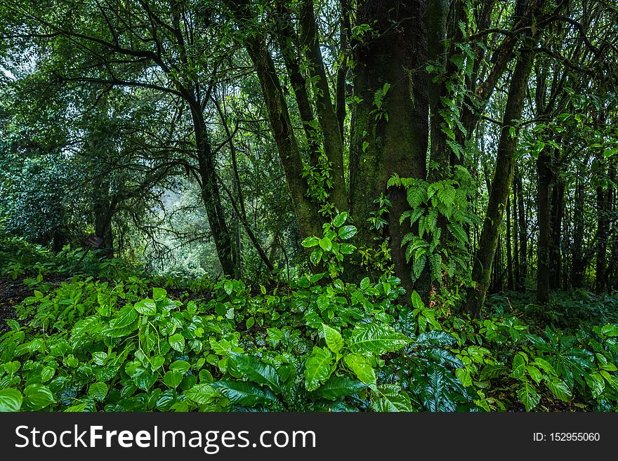 Beautiful tropical rain forest at Ang Ka Nature trail in Doi Inthanon Nature Park, Chiang Mai, Thailand