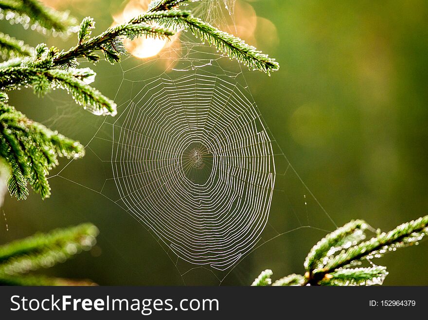 Spider web closeup, sunset light