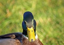 Mallard Duck Stock Photo