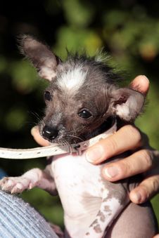 Chihuahua Puppy Dog Stock Images Chihuahua Puppy Dog Stock Images