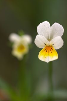 Pansy Stock Images Pansy Stock Images