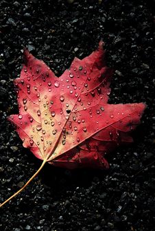 Autumn Dew Stock Photo