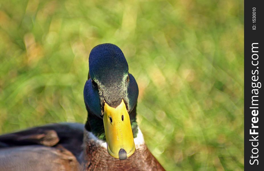 A mallard duck looking at you!!