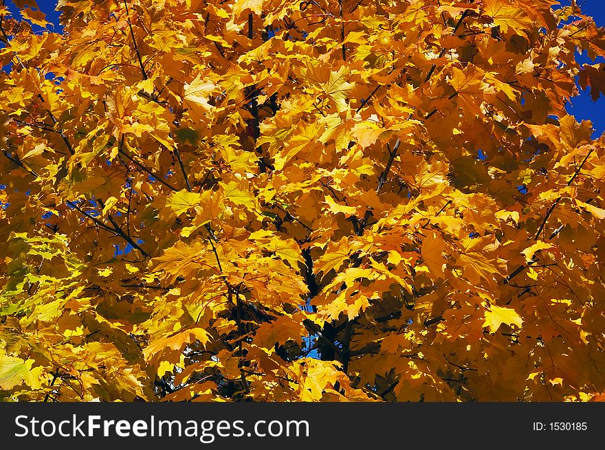 Crone of a maple in the autumn on a background of the blue sky