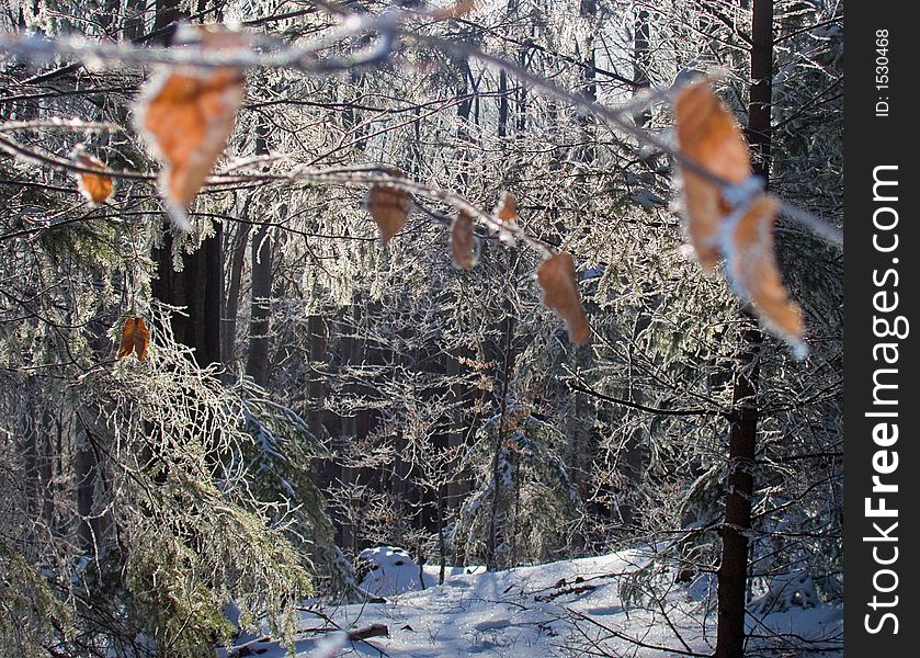 Small meadow in the morning winter rime forest with blur (out of focus) twig with yellow leafs in forefront. Small meadow in the morning winter rime forest with blur (out of focus) twig with yellow leafs in forefront