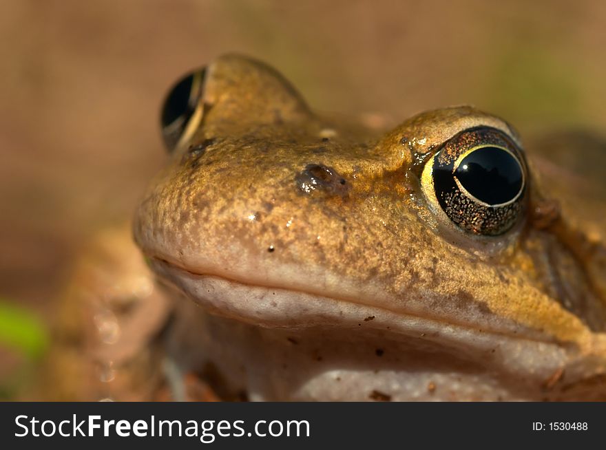Closeup of a brown frog