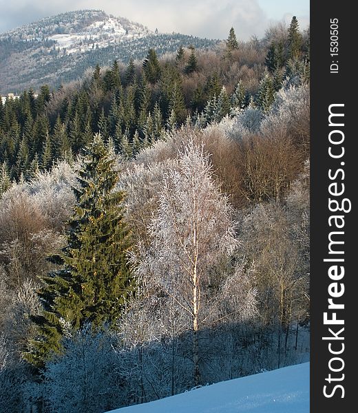 Winter mountain landscape with bright rime trees on a forefront and beech and fir rime forest behind (vertical). Winter mountain landscape with bright rime trees on a forefront and beech and fir rime forest behind (vertical)