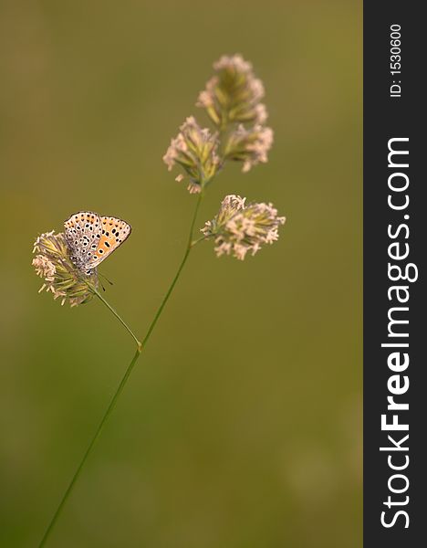 A resting butterfly, taken on a meadow