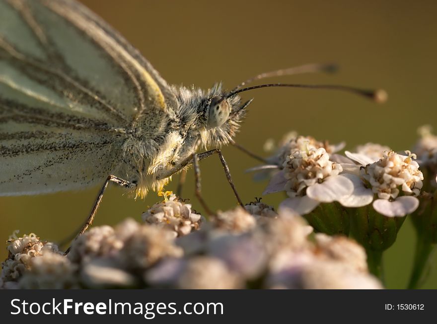 Closeup of a white butterfly