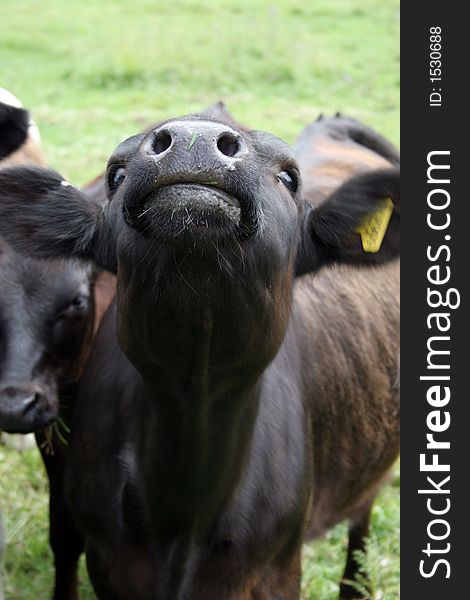 A cow with the main focus on the nose area. A cow with the main focus on the nose area