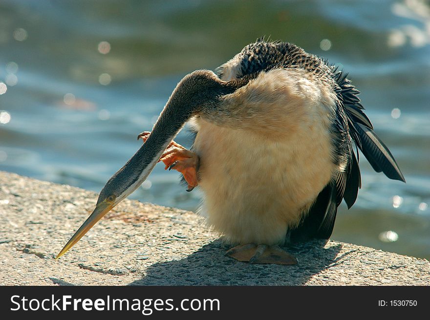 Sea Bird On Hot Pavement Next To Water