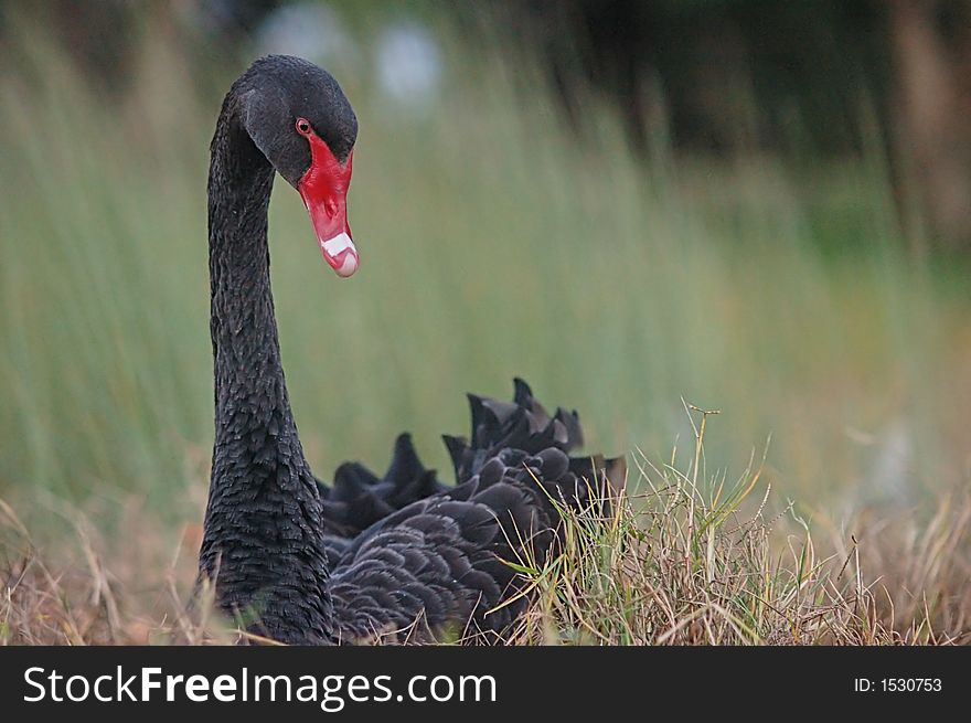 Black Swan with red beak nesting on green grass next to swan river. Black Swan with red beak nesting on green grass next to swan river