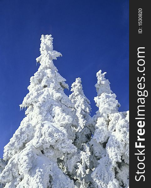 Fir trees covered with snow on the background of bright blue sky on a sunny day in winter. Fir trees covered with snow on the background of bright blue sky on a sunny day in winter