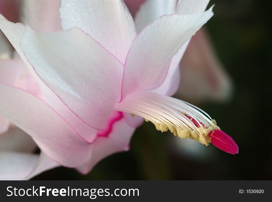 Close-up of a single light pink Christmas cactus blossom. Close-up of a single light pink Christmas cactus blossom