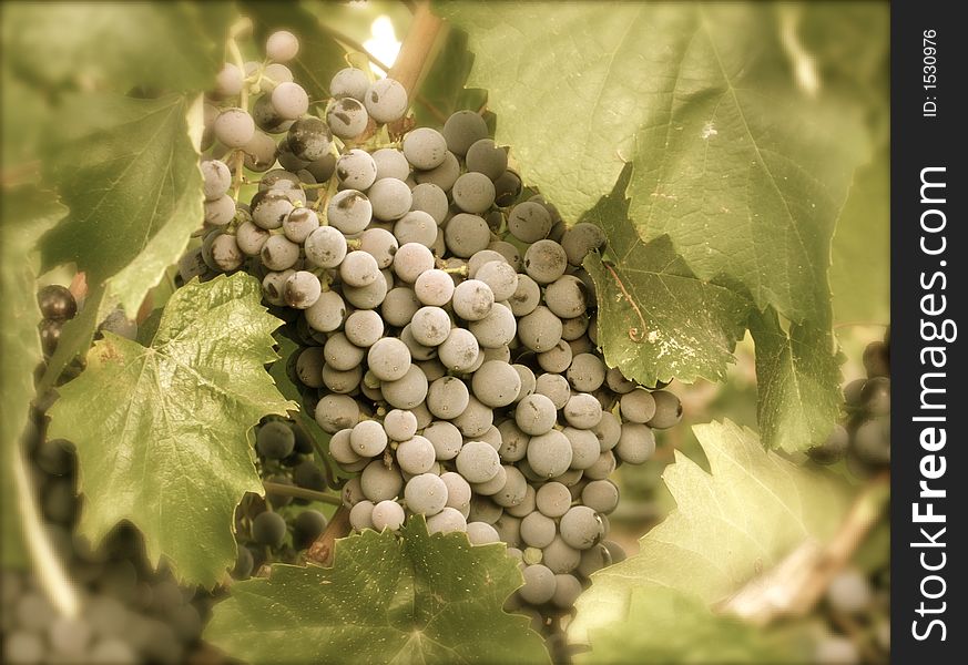 Cluster of grapes tucked in a grape vine. Cluster of grapes tucked in a grape vine